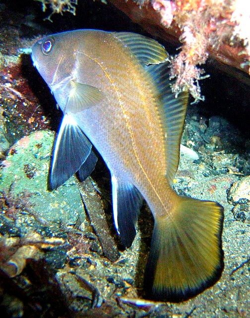 Sciaena umbra_09.jpg